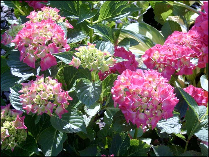 Glowing Embers Hydrangea hydrangea quot; glowing embers quot;